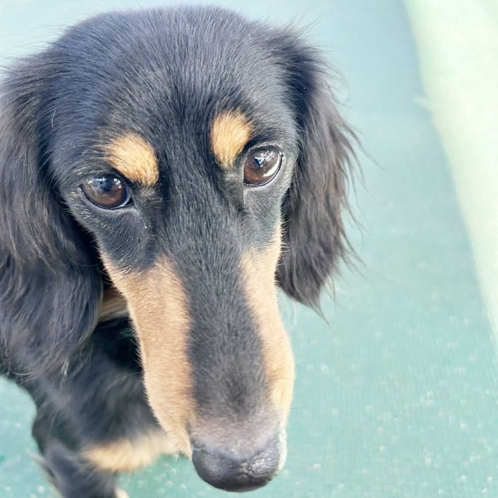 生徒が撮影したモデル犬♪②